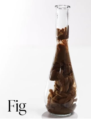 Fig